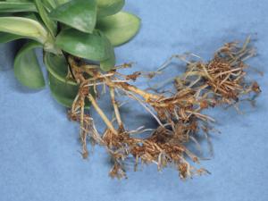 Lisianthus - Pourriture des racines (Pythium spp.)