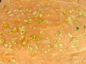 Courges - Tache septorienne (Septoria cucurbitacearum)