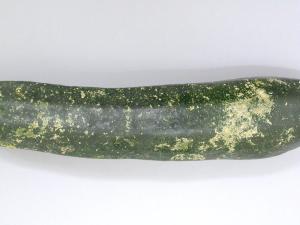 Courges - Tache plectosporienne (Plectosphaerella cucumerina)