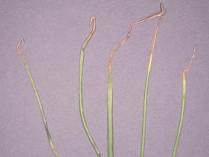 Oignon vert - Brûlure stemphylienne (Stemphylium vesicarium)