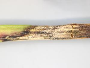 Pivoines - Anthracnose (Gloeosporium sp.)