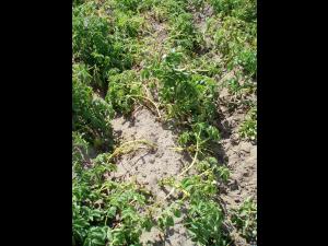 Pomme de terre - Dartrose (Colletotrichum coccodes)