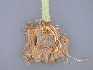 Tomate - Pourriture des racines (Pythium aphanidermatum)