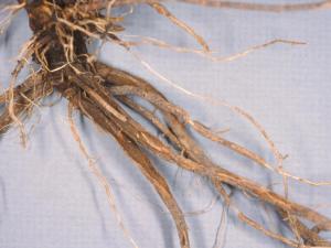 Tomate - Racine liégeuse (Pseudopyrenochaeta lycopersici)