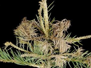 Épinettes - Brûlure des pousses (Sirococcus conigenus)
