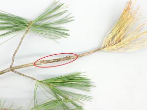 Pins - Rouille vésiculeuse du pin blanc (Cronartium ribicola)