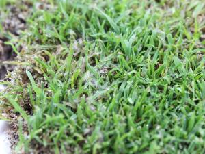 Gazons - Moisissure nivéale rosée (Microdochium nivale)