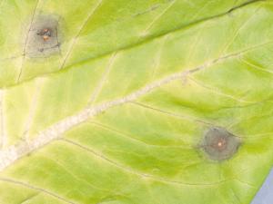 Laitues - Tache cercosporéenne (Cercospora sp.)