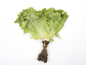 Laitues - Pourriture des racines (Pythium dissotocum)