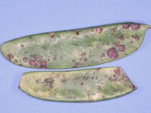 Pois - Ascochytose (Ascochyta pisi)_1