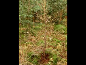 Arbres de Noël (sapins) - Pourridié-agaric (Armillaria spp.)