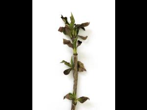 Aronie à fruits noirs - Chancre cytosporéen (Cytospora sp.)