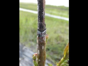 Aronie à fruits noirs - Chancre cytosporéen (Cytospora sp.)