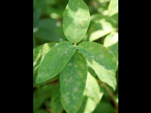 Camerise - Blanc (Erysiphe lonicerae)