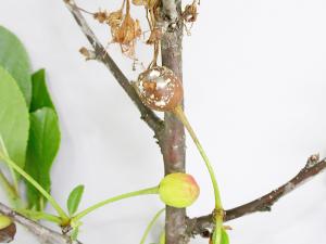 Cerise - Pourriture brune (Monilinia fructicola)