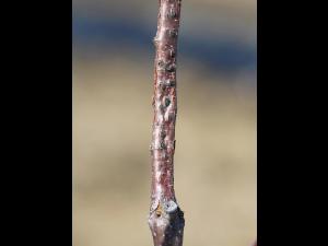 Noisetier - Brûlure orientale du noisetier (Anisogramma anomala)