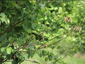 Noisetier - Brûlure orientale du noisetier (Anisogramma anomala)