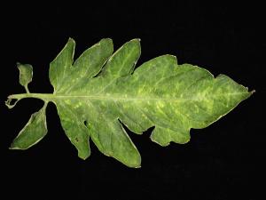 Tomate - Virus de la mosaïque du pépino (PepMV)