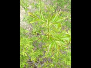 Sureau blanc - Virus de l'enroulement des feuilles du cerisier - sureau (CLRV-e)