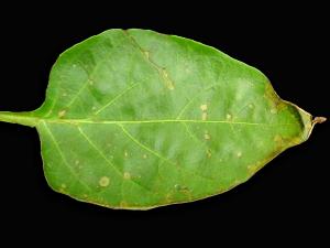 Poivron - Chancre bactérien (Clavibacter michiganensis subsp. michiganensis)