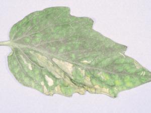 Tomate - Chancre bactérien (Clavibacter michiganensis subsp. michiganensis)