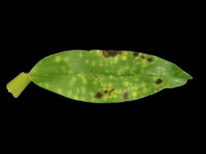 Orchidées - Virus de la mosaïque du cymbidium (CyMV)