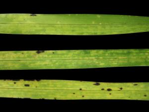 Orchidées - Virus de la mosaïque du cymbidium (CyMV)