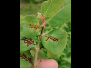 Camerise - Coulure bactérienne (Pseudomonas syringae pv. syringae)