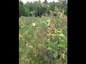 Cerise - Coulure bactérienne (Pseudomonas syringae pv. syringae)