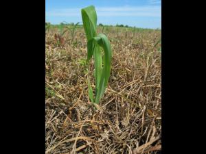 Maïs grain et fourrager - Sol compact