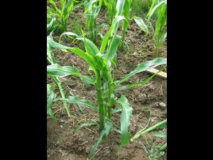 Maïs grain et fourrager - Grêle