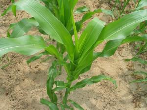 Maïs grain et fourrager - Carence en magnésium