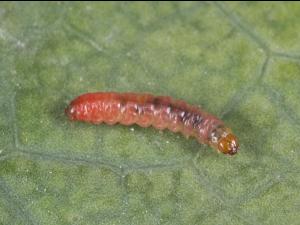 Petit carpocapse de la pomme (Grapholita prunivora)_1