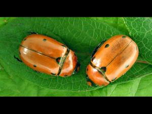 Pelidnota punctata_1