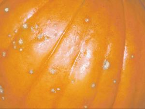 Citrouille - Tache bactérienne (Xanthomonas cucurbitae)