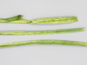 Ail - Tache bactérienne (Pseudomonas syringae)_2