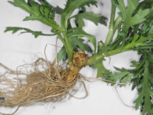 Argyranthemum - Tumeur du collet (Agrobacterium tumefaciens)_2