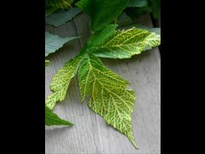 Framboise - terbacil (5)_1