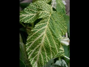 Framboise - terbacil (5)_2