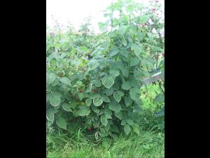 Framboise - clopyralide (4)_3