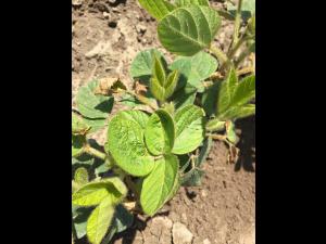 Soya - imazéthapyr (2)_2