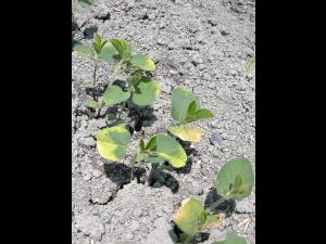 Soya - métribuzine (5)_1