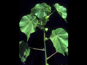Abutilon à pétales jaunes(Abutilon theophrasti)_22