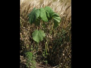 Abutilon à pétales jaunes(Abutilon theophrasti)_27