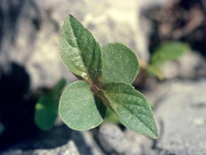 Ricinelle rhomboide (Acalypha rhomboidea)_3