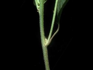 Ricinelle rhomboide (Acalypha rhomboidea)_6