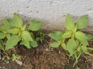 Ricinelle rhomboide (Acalypha rhomboidea)_10