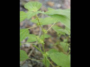Ricinelle rhomboide (Acalypha rhomboidea)_14