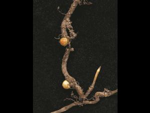 Prêle champs (Equisetum arvense)_1