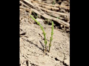 Prêle champs (Equisetum arvense)_5